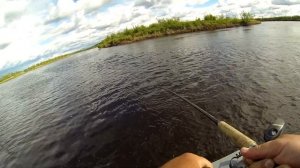 Нельма на Аляске