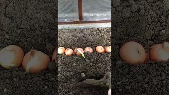 Посадка редиса в теплице,первый посев и проверка семян смотреть онлайн