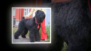 Русский черный терьер (собака Сталина) - ум, решительность и обаяние