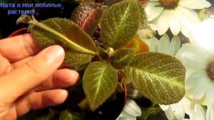 Незаслуженно "забытые" детки эписций : как растут и развиваются // My wonderful episcias