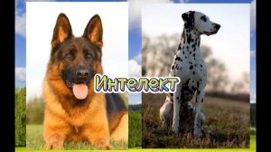 Немецкая овчарка против Далматинца//Кто победит?
