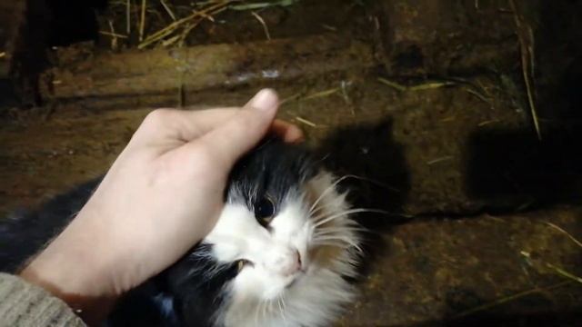 Утром пошли доить корову 2-4 часть смотреть онлайн