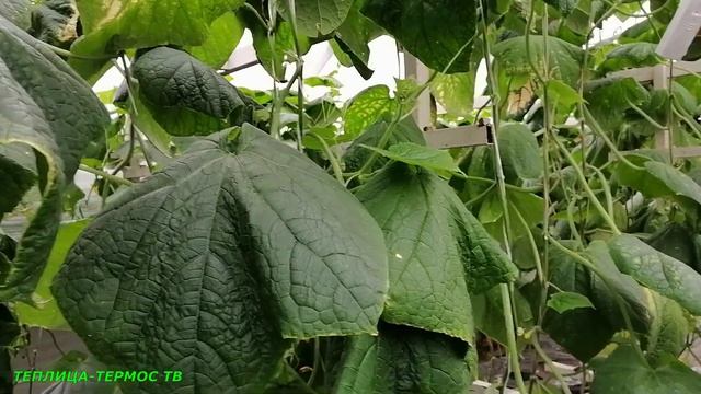 Рассада расположена между огурцов Бьерн и св4097 смотреть онлайн