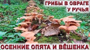 ?ГРИБЫ В ОВРАГЕ У РУЧЬЯ.?ОСЕННИЕ ОПЯТА И ВЁШЕНКА В?ЛЕСАХ?ПОДМОСКОВЬЯ.