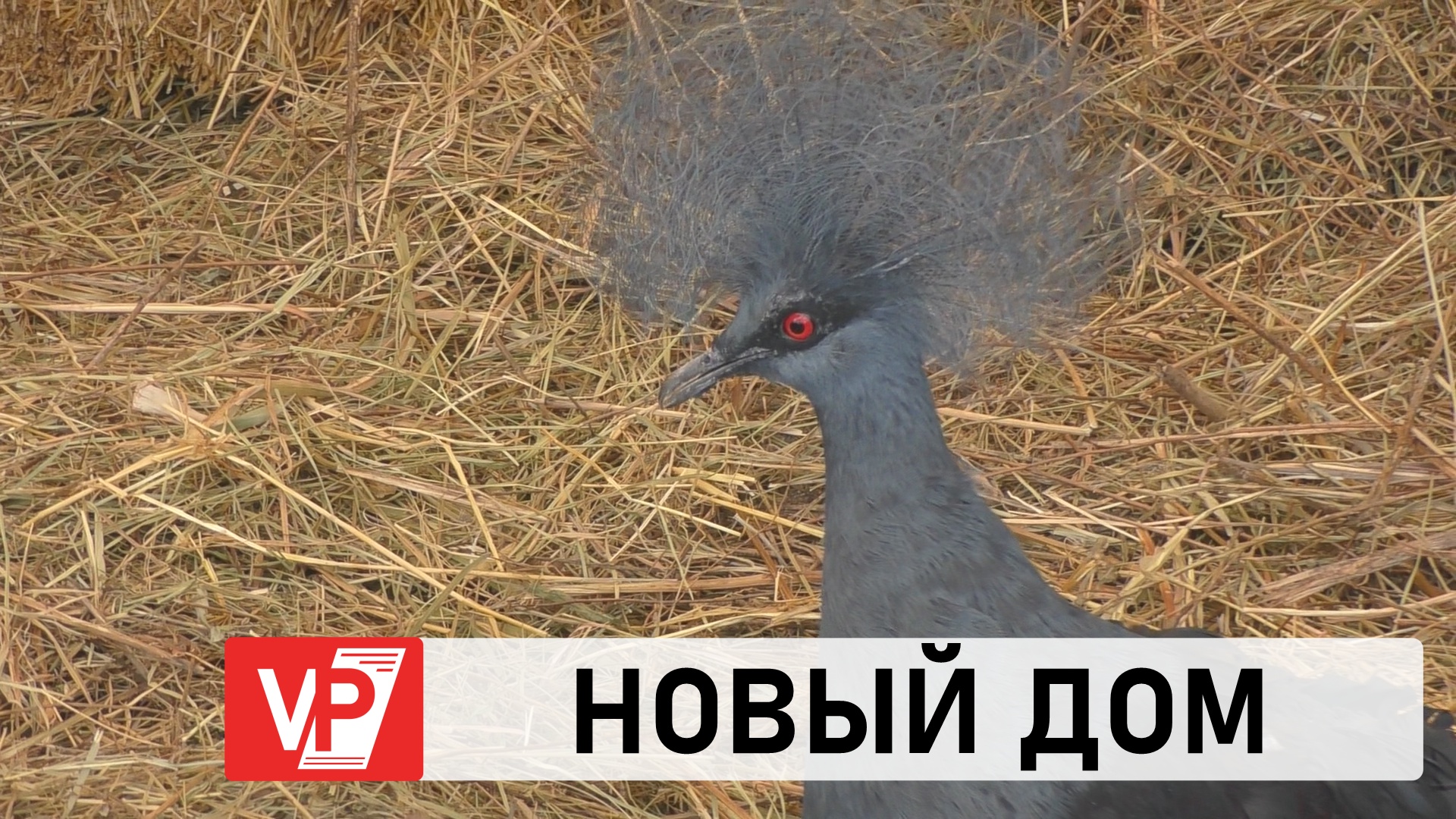 Скопец птица в волгоградской области