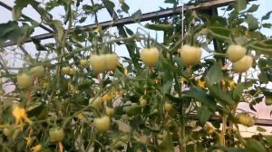 Гибрид томата "Черри Клубничный" от СеДеК в теплице