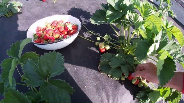 Перший продаж полуниці 2023 на Житомирщині/Як стигнуть сорти полуниці? смотреть онлайн