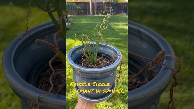 Frizzle Sizzle dormancy |Watering| Albuca spiralis | SHORT | Succulents by Vonny