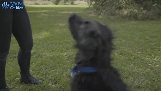 Mastering Basic Dog Training Commands: A Step-by-Step Guide смотреть онлайн