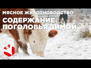 Содержание коров в зимний период | Мясное животноводство