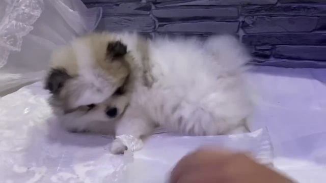 Королина шпиц патиколор принцесса смотреть онлайн