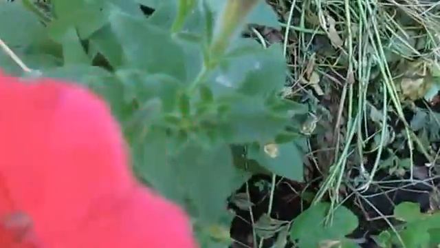 Петуния. Самые лучшие сорта смотреть онлайн