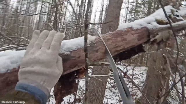 Взял глухаря из-под собаки | Охота на глухаря смотреть онлайн