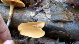 Галерина окаймлённая (Galerina marginata) - смертельно ядовитый гриб!