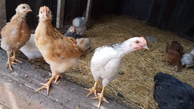 цыплята смотреть онлайн