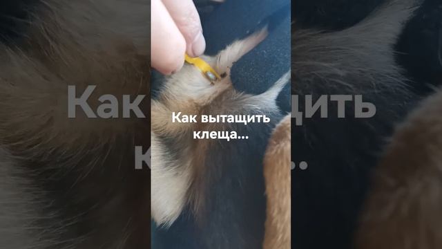 Как достать клеща у животного