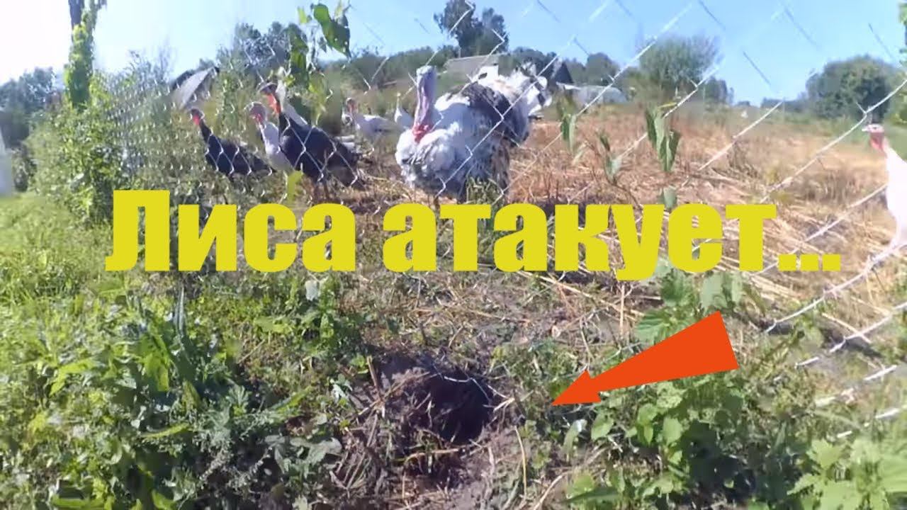 Лиса прессует // Чего ждать - опять картофан // Дровник готовность смотреть онлайн