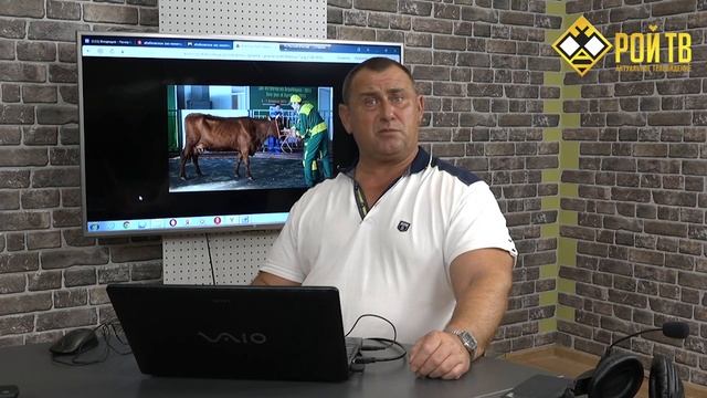 Крик красных коров смотреть онлайн