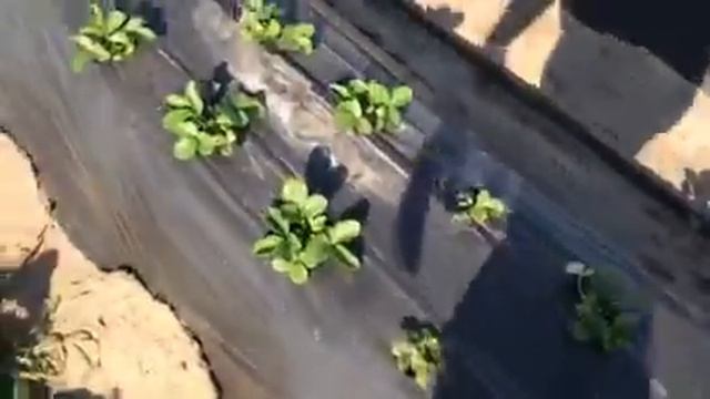 Обзор клубники Купчихи и Мальвины привезеные из Крыма смотреть онлайн