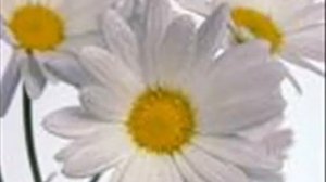 Latif Dogan-Sewe-Tavsancali