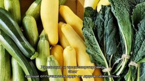 Чем отличаются цукини и кабачки по виду, вкусу и другим свойствам: разбираемся детально и больше н.