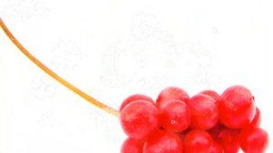 ЛИМОННИК ПОЛЬЗА И ВРЕД | чем полезны ягоды лимонника, чем полезен лимонник, плоды лимонника