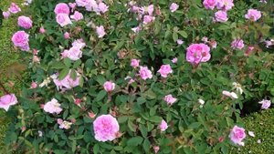 Питомник роз Дэвида Остина в Англии David Austin roses - первый день лета 2022