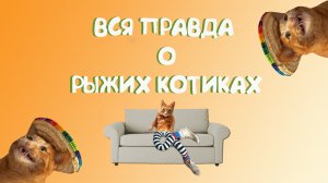 Вся правда о рыжих котиках