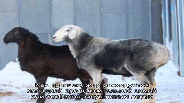Неприхотливые курдючные овцы