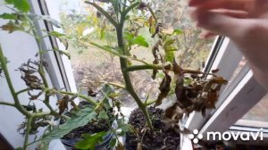 как поживают помидоры на подоконнике? обрываю пасынки