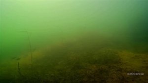 Тучи окуня и плотвы на карьерах. Подводные съёмки в чистой воде