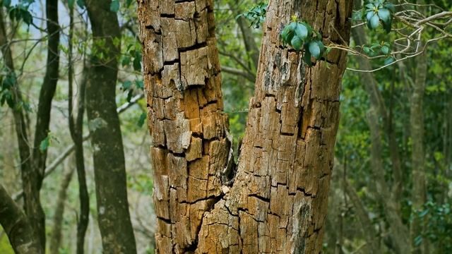 美山 Kyoto Japan | Panasonic LUMIX S5 | Leica Summilux 35mm F1.4 ASPH | Sample Footage смотреть онлайн