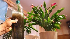 3 капли на 2 литра воды, вспениваем опрыскиваем и все домашние растения цветут в захлеб.