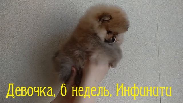 Померанский шпиц, документы РКФ/FCI, продажа. ДЕВОЧКА смотреть онлайн