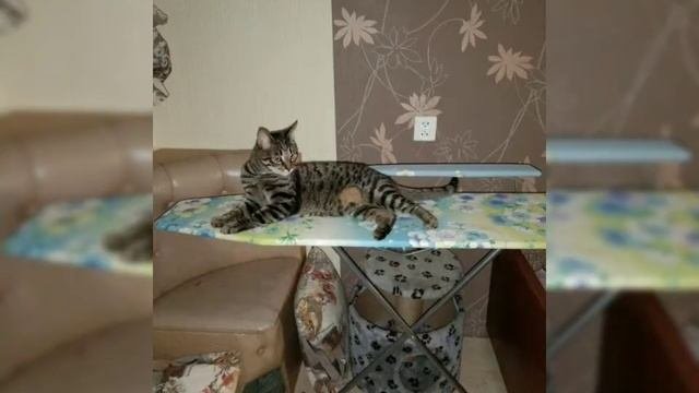 Кошка беспородная.