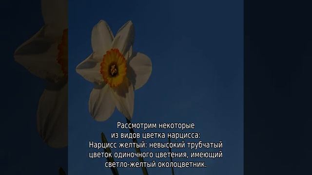 Цветок нарцисс