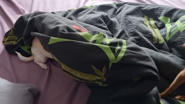 Не могу разбудить щенка чихуа Бусинку и вывести на прогулку. Надо было назвать Соня!! смотреть онлайн