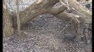 Охота на куницу,с ягдтерьером! Hunting for marten, with Jagdterrier