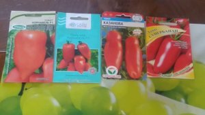 Томат Корнабель и другие урожайные томаты.