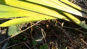 Гладиолусы не цвели! Выкапываю луковицы!