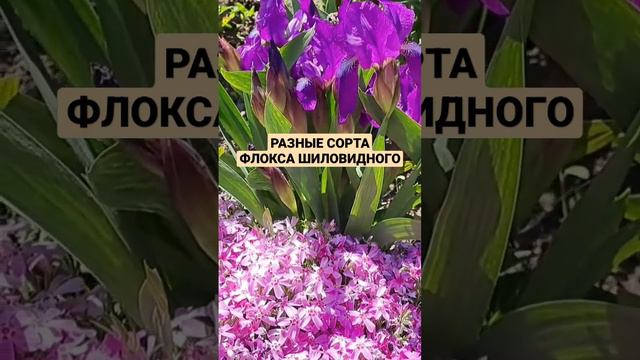 РАЗНЫЕ СОРТА ФЛОКСА ШИЛОВИДНОГО