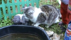 Как Барсик рыбу ловил.