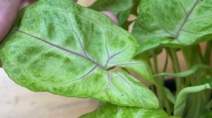 Сингониум Голден Фил Грин - нежный и неприхотливый | Обзор сорта | Зеленые сердечки