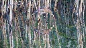 Удачная охота малой выпи.