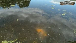 Рыбалка на карася в августе. Секреты и техника ловли карася в конце августа начале сентября.