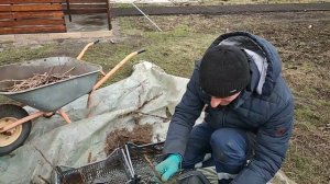 Посадка малины Дельнива в горшочки с торфом