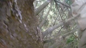 Роеловство. Собираю бродячих пчел.