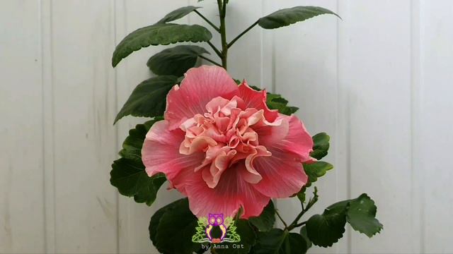 #Hibiscus  Taiwan Classic Ballet. #Ускоренное #видео. #Таймлапс. #Timelapse.