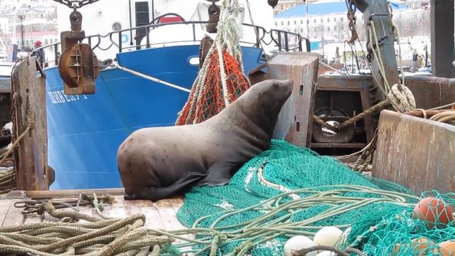 Сивуч на Уташуде смотреть онлайн