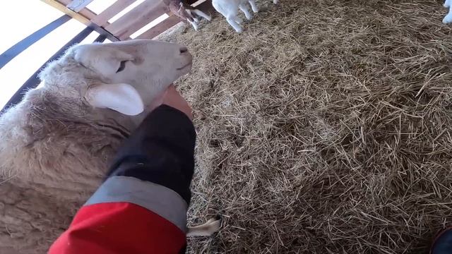 РУКИ ДРОЖАТ , А ДЕЛАТЬ НАДО ! ПОВЕСИЛ БИРКИ ЯГНЯТАМ ! смотреть онлайн